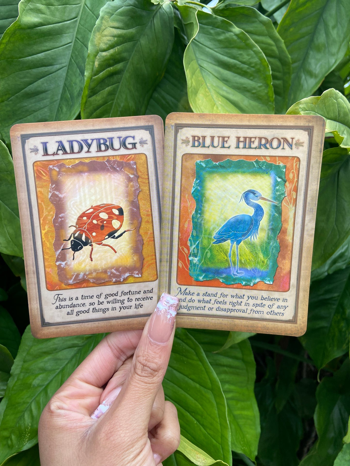 Messages From Your Animal Spirit Guides (lightly used)